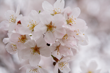 放課後等デイサービス　ピース